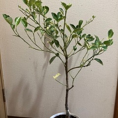 果樹苗❣️あまり売られていない斑入りの柑橘⭐️縞橙⭐️蕾付き❣️の画像