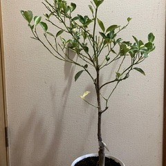 果樹苗❣️あまり売られていない斑入りの柑橘⭐️縞橙⭐️蕾付き❣️の画像