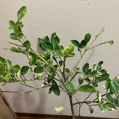 果樹苗❣️あまり売られていない斑入りの柑橘⭐️縞橙⭐️