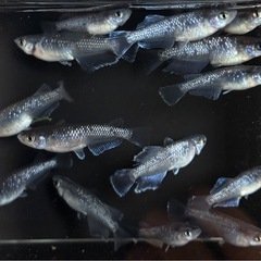 15匹＋αめだか　ミックス　若魚サイズ　メダカ　a-12の画像