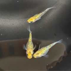 月秀メダカ　有精卵15個