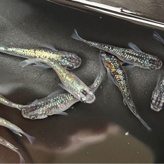 月弓メダカ10匹の画像