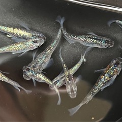 月弓メダカ10匹の画像