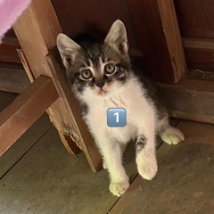 子猫の里親募集です！