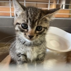2ヶ月の子猫達