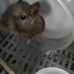 元気なデグーです。
