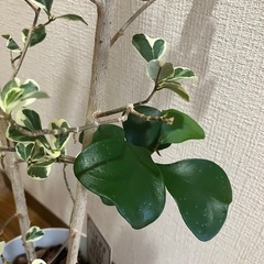 斑入りの観葉植物⭐️フィカス スイートハート⭐️の画像