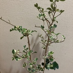 斑入りの観葉植物⭐️フィカス スイートハート⭐️の画像