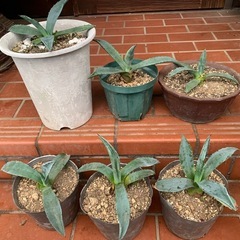 アガベ　アメリカーナAgave（流行りのドライガーデンに）