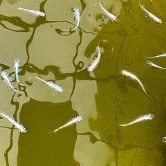 幹之メダカ フルボディ 鉄仮面 成魚 幼魚