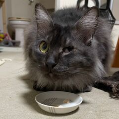 ゴージャス　久美ちゃん　おとなしい女の子　成猫　3歳　