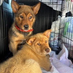 野犬の子犬の兄妹
