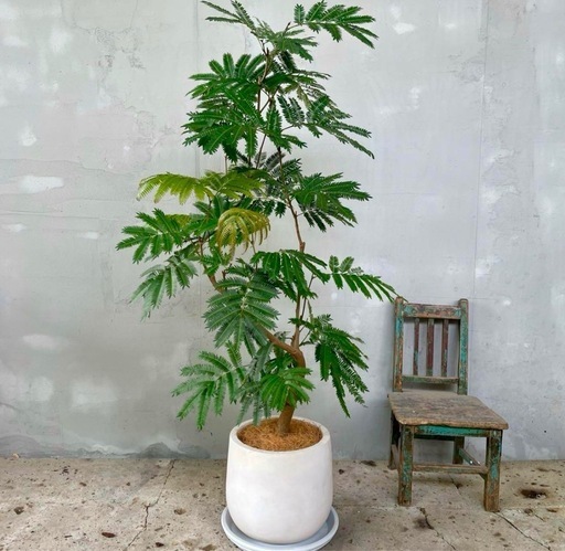 エバーフレッシュ