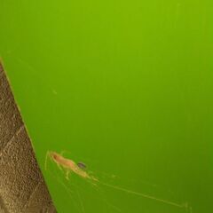 昭和レトロ　ポップなカラーボックスの画像