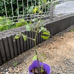 トマト(鈴なり) 花付き