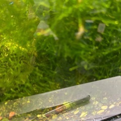 【元気】ミナミヌマエビ10匹水草セットの画像