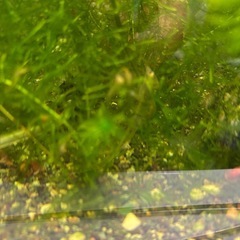 【元気】ミナミヌマエビ10匹水草セットの画像