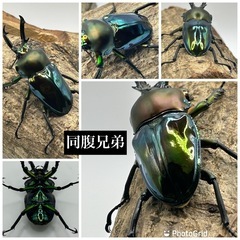 ニジイロクワガタ　ペア　微青血統の画像