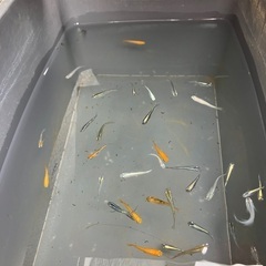 ミックスめだか