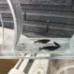 オロチメダカ