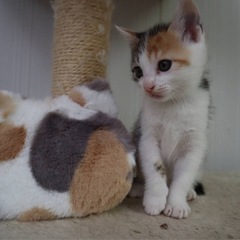 なずなちゃん 🐱譲渡会参加予定