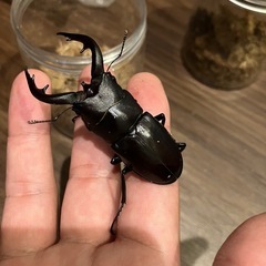 アマミノコギリクワガタ♂ 2匹＋おまけ