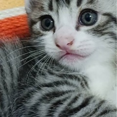 ほっくん 🐱譲渡会参加予定