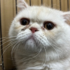 エキゾチックショートヘア　♂
