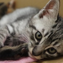 すずしろくん 🐱譲渡会参加予定
