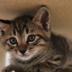 すずなくん 🐱譲渡会参加予定