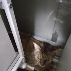 推定3歳♀　猫