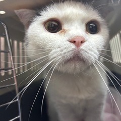 折れ耳　スコティッシュフォールド　♀