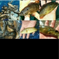 日本淡水魚・ガサガサ採集✨　　九州・沖縄ラインオープンチャット　...