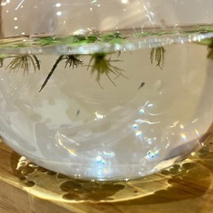 【ご連絡いただいてる方で一旦締切ます】メダカの赤ちゃんの画像