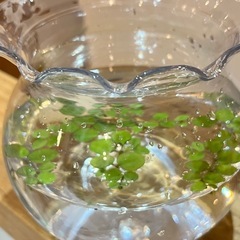 【ご連絡いただいてる方で一旦締切ます】メダカの赤ちゃんの画像