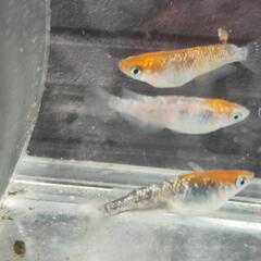 紅白体外光ラメメダカ
