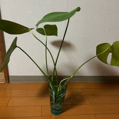モンステラ　60センチの画像