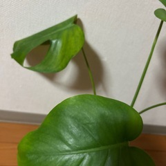 モンステラ　60センチの画像