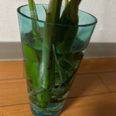 モンステラ　60センチの画像