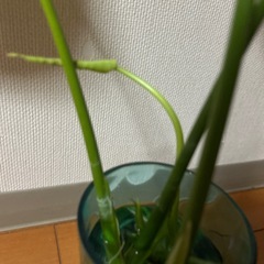 モンステラ　60センチの画像