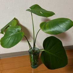 赤ちゃんモンステラ　60センチ
