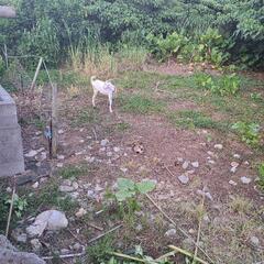 草刈りした草もらいます - 手伝って/助けて