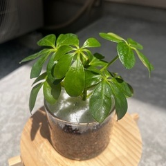 観葉植物　カポック　（ガラス容器付き）