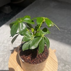 観葉植物　カポック（ガラス容器付）　