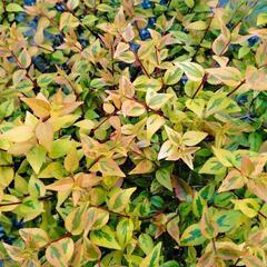 アベリア　苗の画像