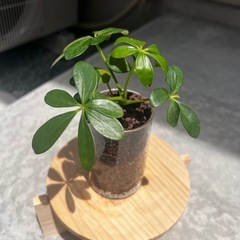 観葉植物　カポック　（ガラス容器付）