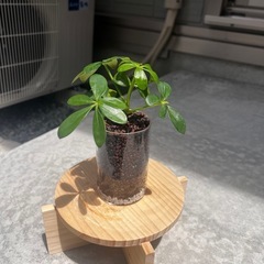 観葉植物　カポック　（ガラス容器付）の画像