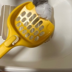 デオトイレ　子猫用　無料の画像