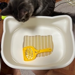 デオトイレ　子猫用　無料の画像