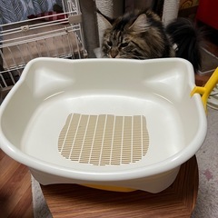 デオトイレ　子猫用